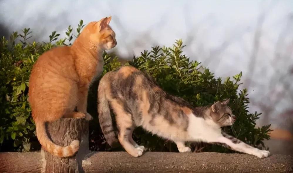 2023年12月12日是否为黄道吉日？详细解析与黄历查询