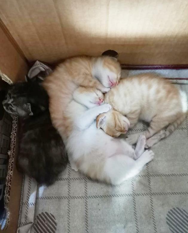 鹩哥真的能学会说人话吗？