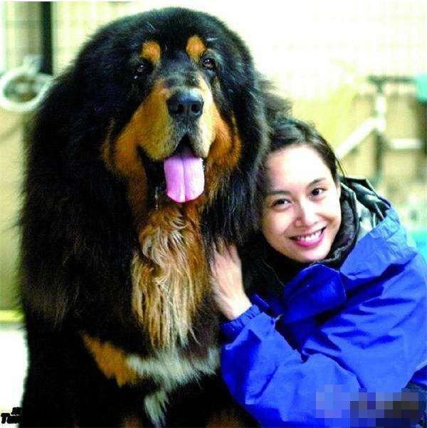 藏獒真的能卖到上千万吗？