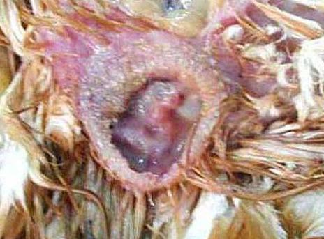 给母鸡住五星级酒店真的能多下蛋吗？