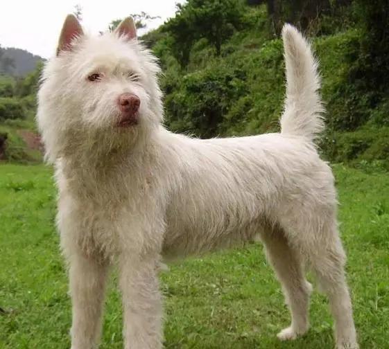 昆明犬真的是最适合新手养的护卫犬吗？