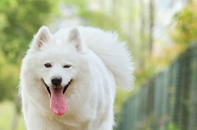 如何训练萨摩耶狗狗快速熟悉自己的名字？实用技巧分享