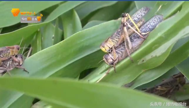 蝈蝈养殖真的能在家轻松实现吗？