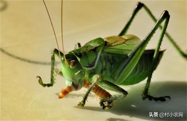 蝈蝈养殖真的能在家轻松实现吗？