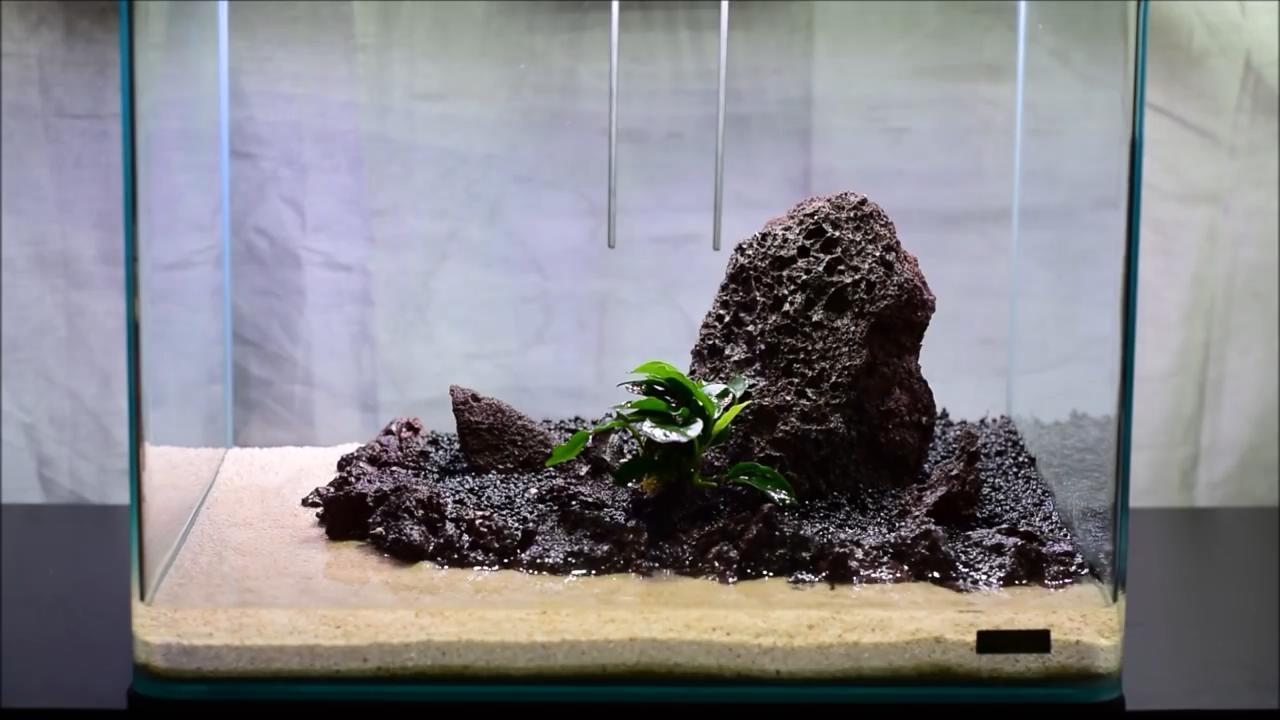 水榕怎么养才不会烂根？