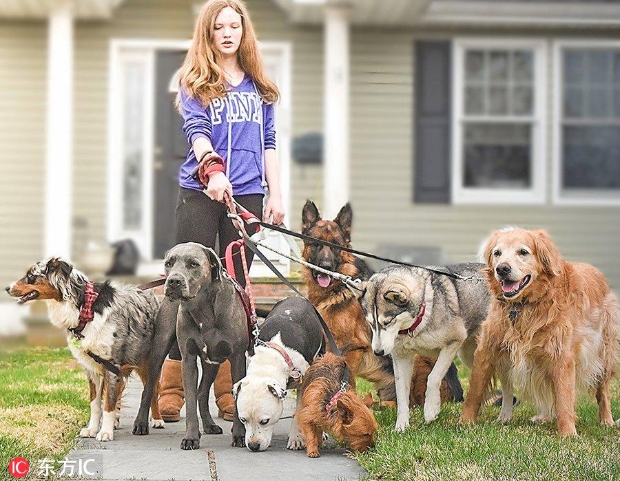 北京养拉布拉多真的会被没收吗？新手必看避坑指南