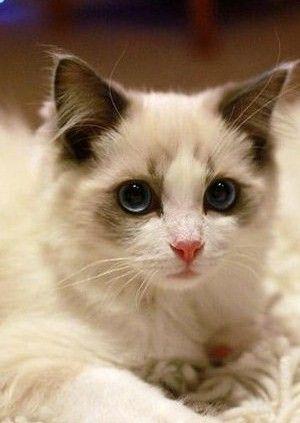 杜塞华人论坛官网能帮你解决哪些燃眉之急？