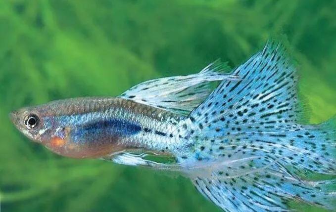 孔雀鱼到底有多少种？哪种最好养？
