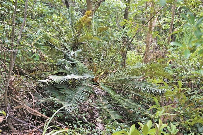 在俗人岛华人论坛看色文会被封号吗？