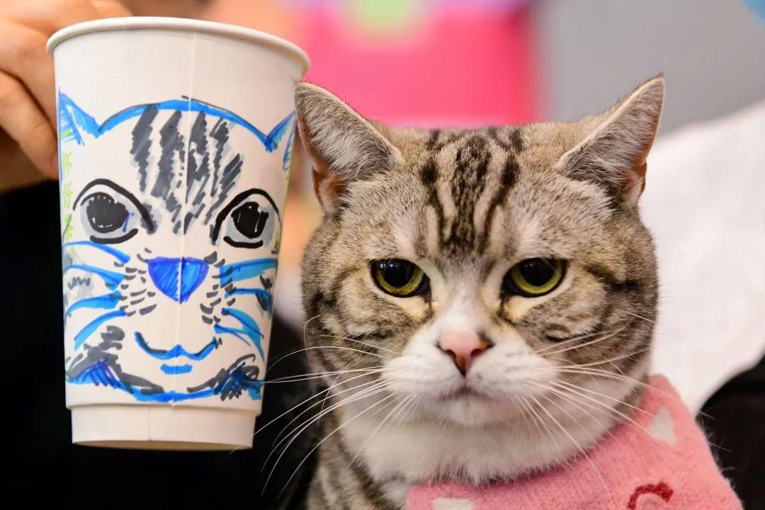 波奇——全方位关爱宠物生活的优质之选 波奇——全方位关爱宠物生活的优质之选