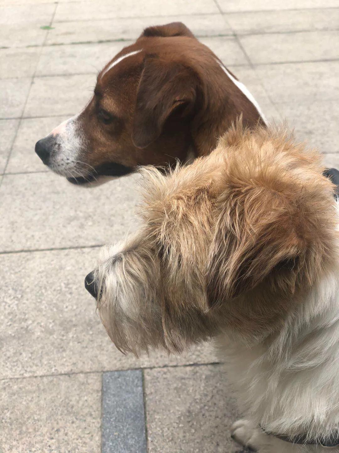 杰克罗素梗真的能当宠物狗养吗？