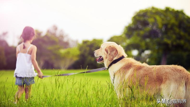 犬常见外科病防治指南：预防与治疗方法全解析