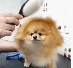 为什么别人的博美犬可爱到爆，你的却总在拆家？