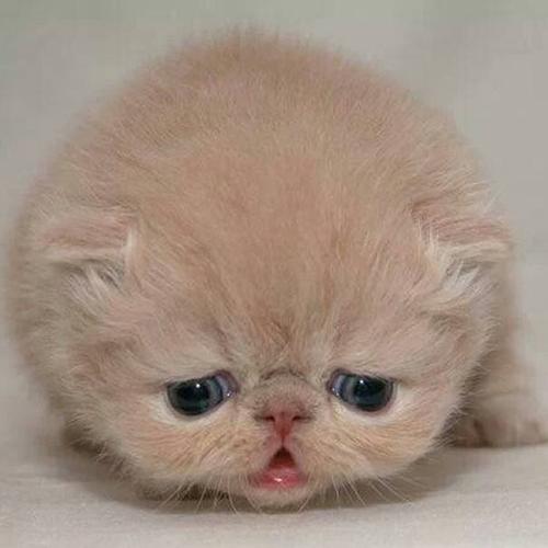 京东商城网上客服到底怎么用才顺手？