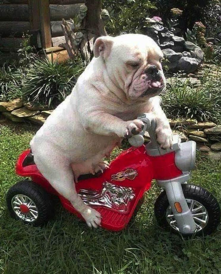 斗牛犬真的像传说中那么凶吗？