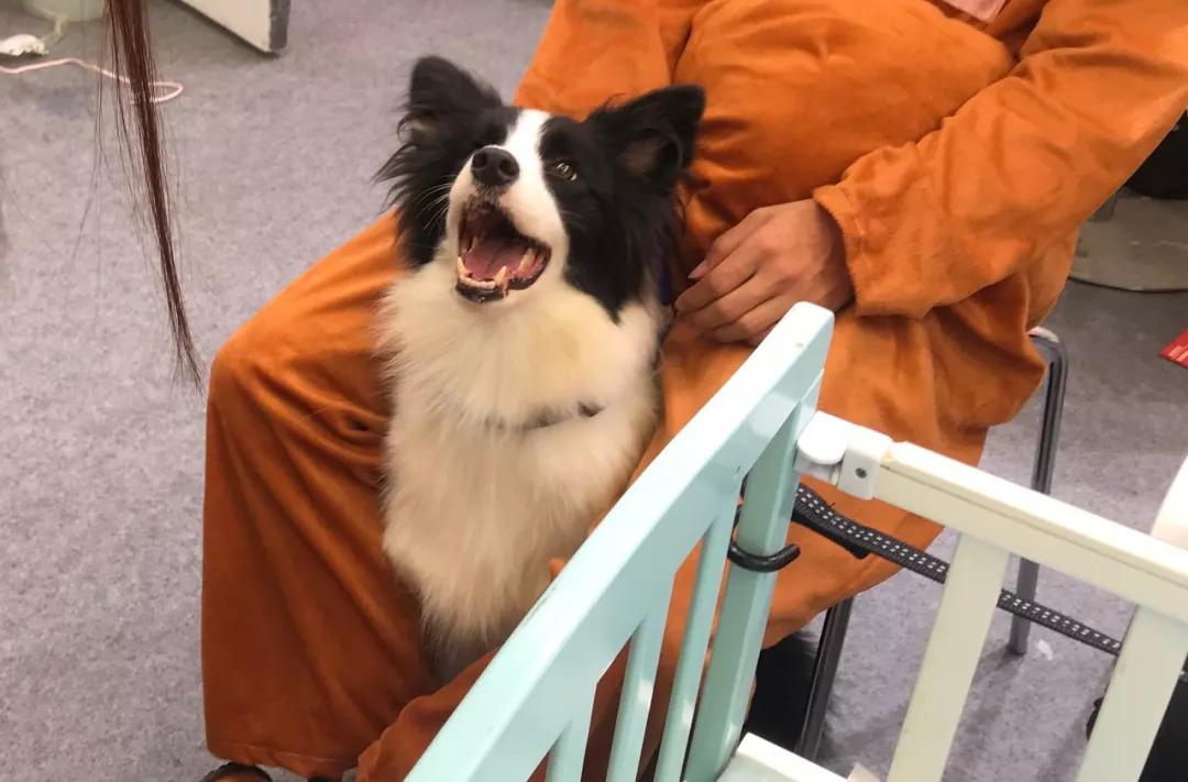 边境牧羊犬真的聪明到能当家庭宠物吗？