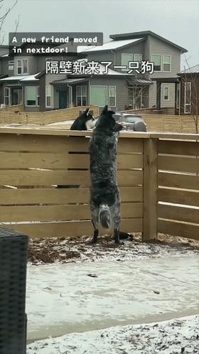 你家狗子能跑赢隔壁二哈吗？