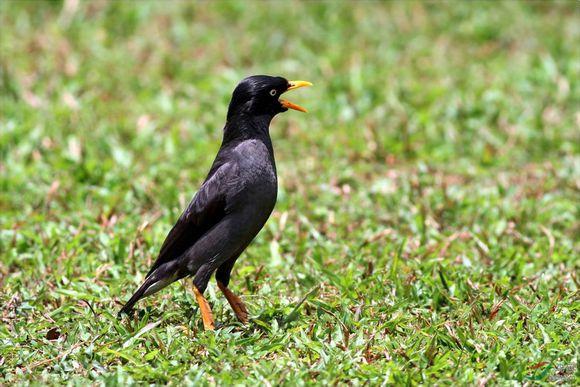 八哥鸟到底要多少钱才能带回家？