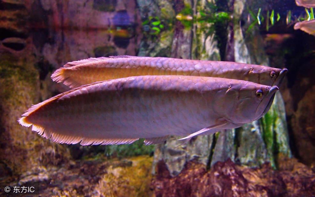 龙鱼沉头怎么办？提供优良生存环境是关键的治疗方法