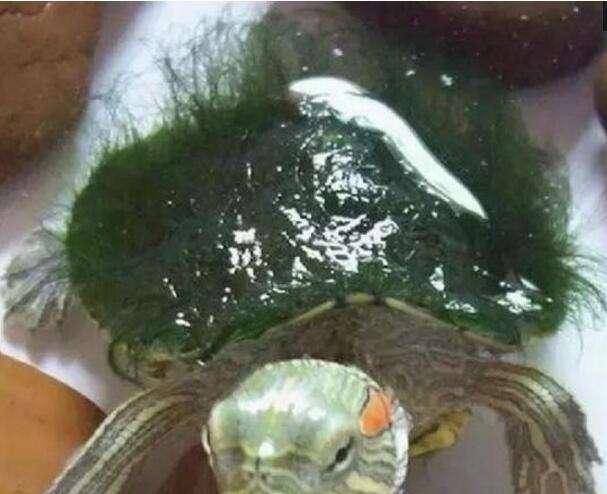 绿毛龟的由来：揭秘这一独特水生生物的起源与特征