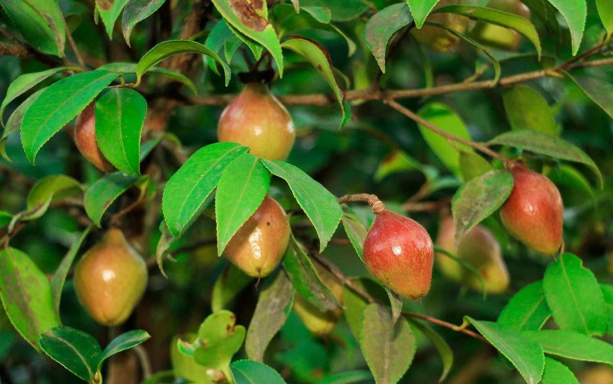 天牛虫害真的能彻底消灭吗？