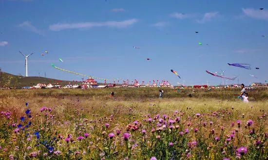 蒙古百灵到底值不值得养？