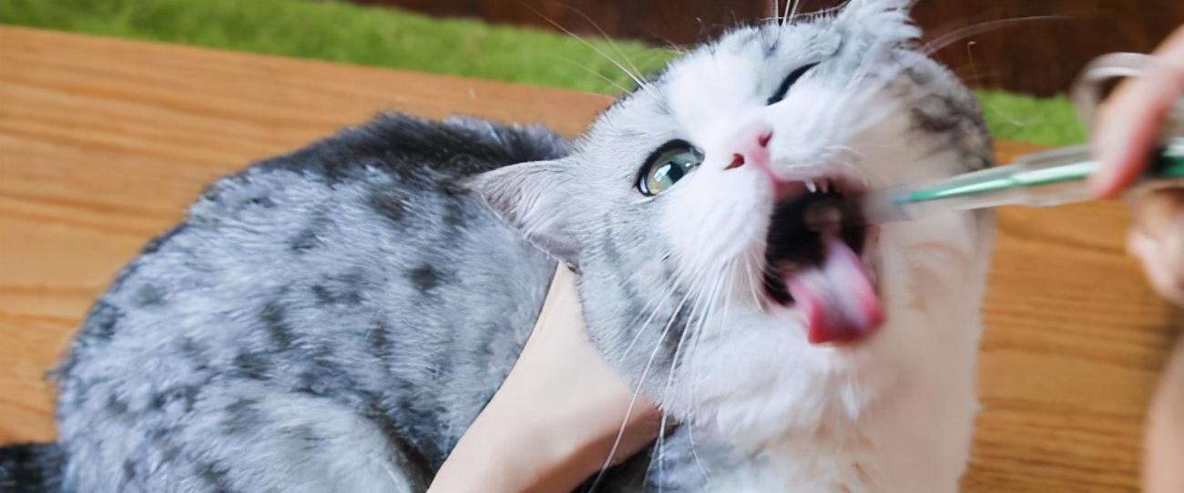 梦见猫到底是好兆头还是坏兆头？