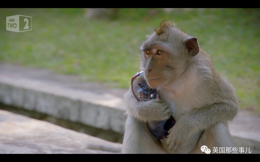 想养猴子当宠物？先看看你的钱包答应吗？