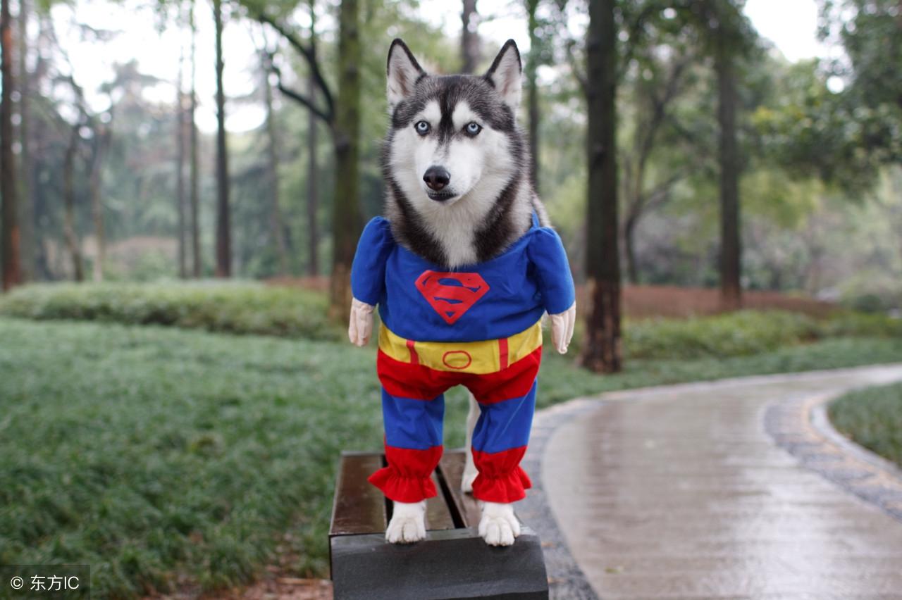 哈士奇真的像网上说的那么二吗？