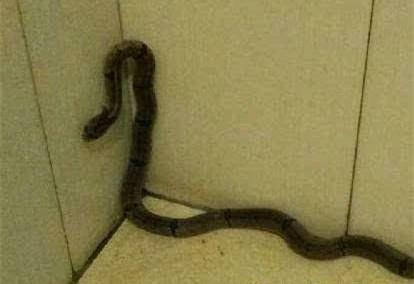 梦见自己怀孕到底预示着什么？