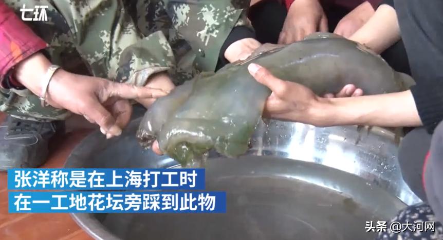 属猪的人2014年真会犯太岁吗？