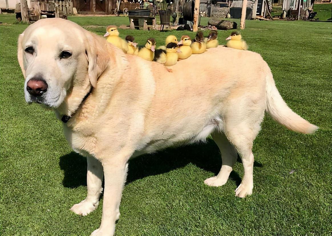 拉布拉多真的是最完美的家庭犬吗？