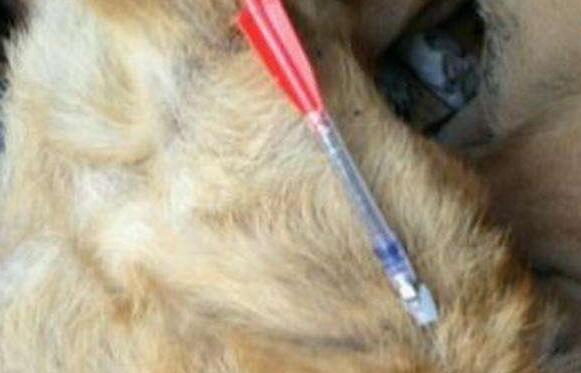 你家狗狗真的能躲过盗狗贼吗？