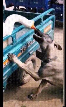 抖音评论区突然消失是为啥？