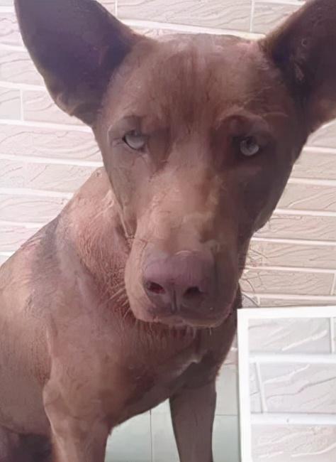 为什么这只柴犬能红遍全网？