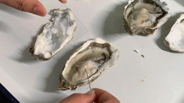 海水鱼饲养指南：如何养护海水鱼及辨别其雌雄