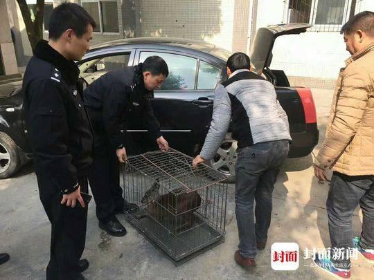 为什么你永远追不上那些神出鬼没的动物？