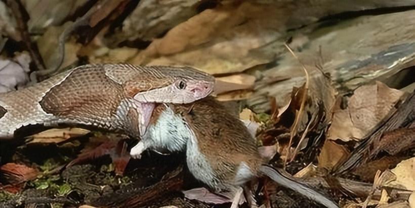 蛇真的没有天敌吗？这些动物让毒蛇闻风丧胆！