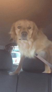 刚果扯旗鱼怎么养才能爆缸？