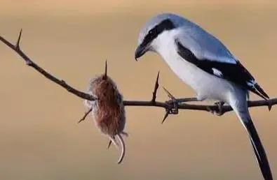 伯劳鸟真的会把猎物钉在树枝上吗？