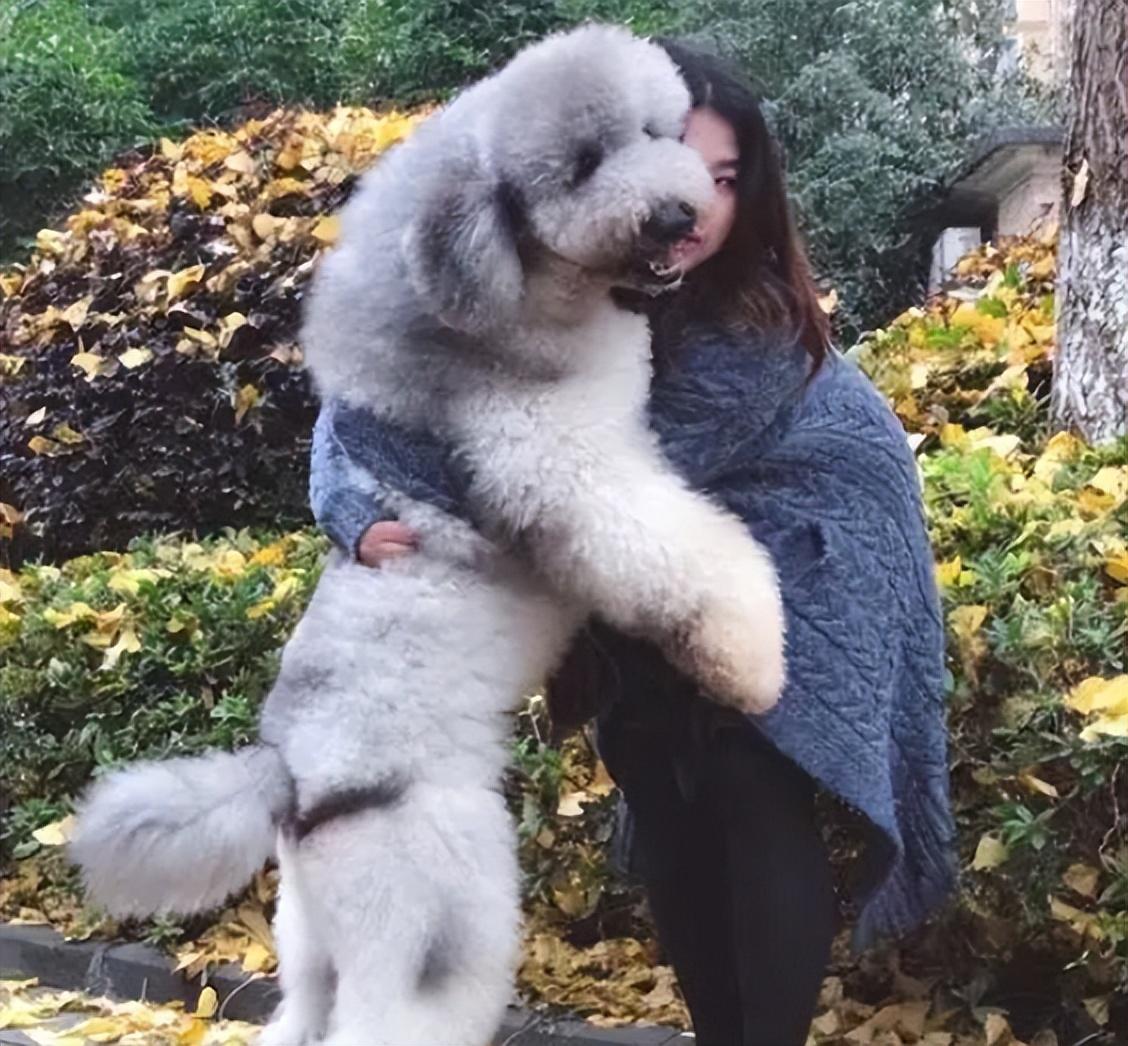 贵宾犬价格为啥差这么多？