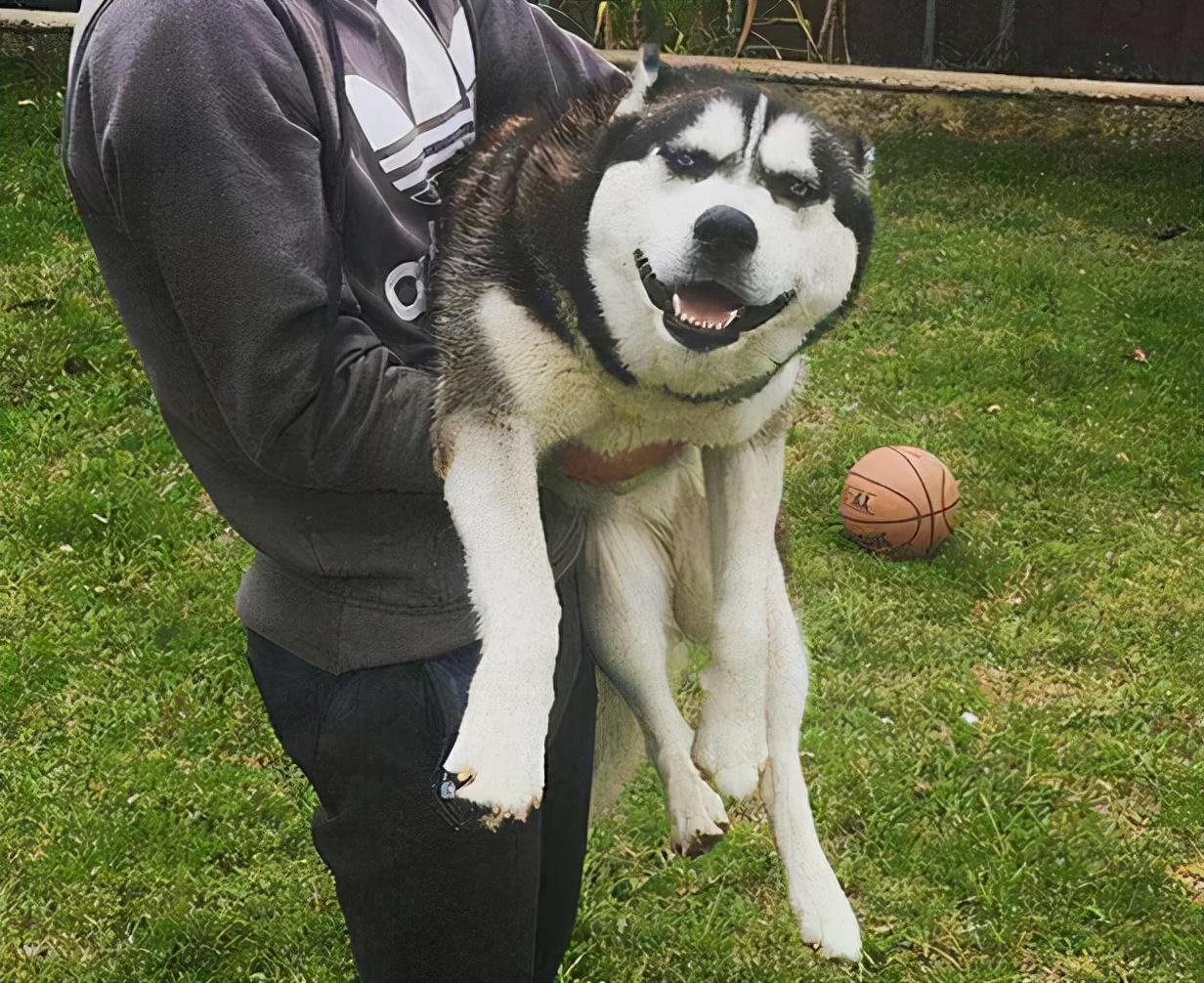 养纯种哈士奇到底要花多少钱？