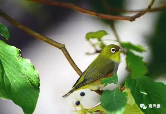 红子鸟怎么养才能叫得响亮？