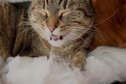 查小号网站到底怎么用才不踩坑？