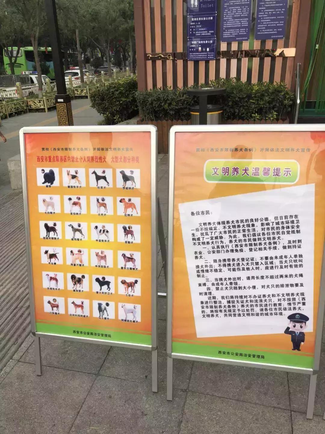法老猎犬真的适合新手养吗？