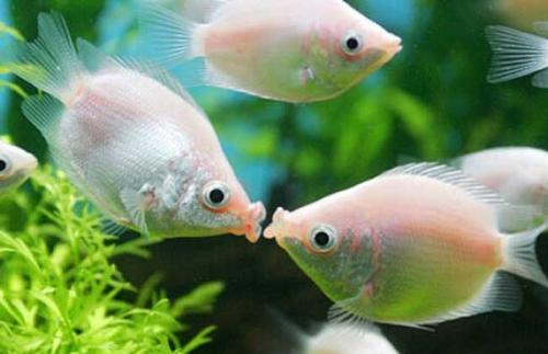 接吻鱼真的会接吻吗？