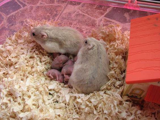 如何饲养奶茶仓鼠？仓鼠是否容易饲养？全面指南