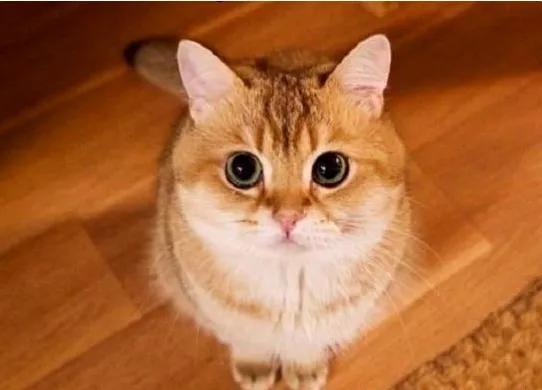 买多网积分商城真的能免费换好物吗？