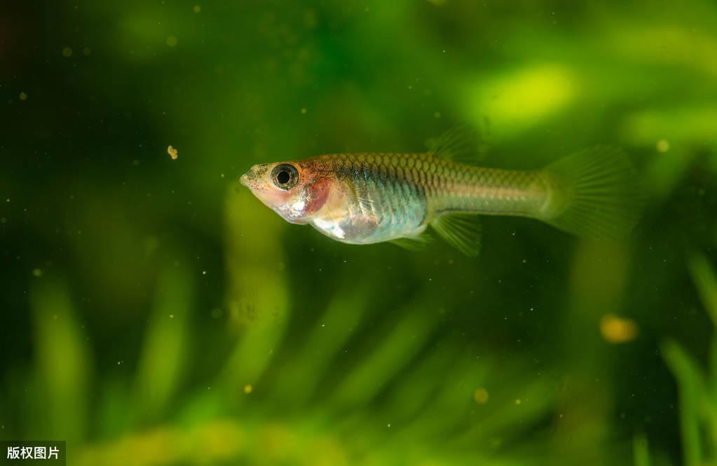 孔雀鱼最佳生长水温指南：22-24度最适宜