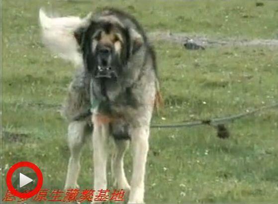 新手养虎头藏獒真的能hold住吗？